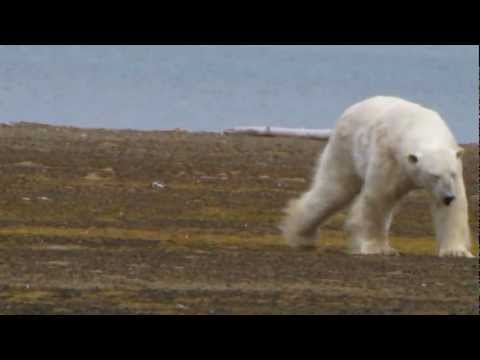 Video: Isbjørner Og Arktisk Vind På Svalbard - Matador Network