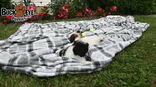 Cuddly Shih Tzu Puppies