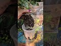 Repot day for this Hibiscus Variegata. Now thriving in a self-watering pot with our Anthurium Blend