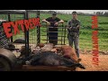 Georgia HOG hunting with dogs **13 DOWN!!