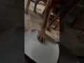 Why are dogs the better people?