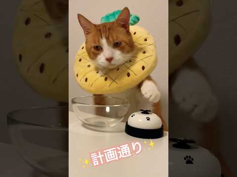 計画通りにベルを押して餌を調達するしめしめじ茶トラでぶ猫 #shorts #しめしめじ