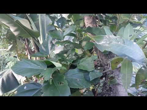 Video không chỉ là cây ăn quả, quất hồng bì còn là dược liệu... - youtube