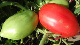 помидоры петруша огородник описание сорта