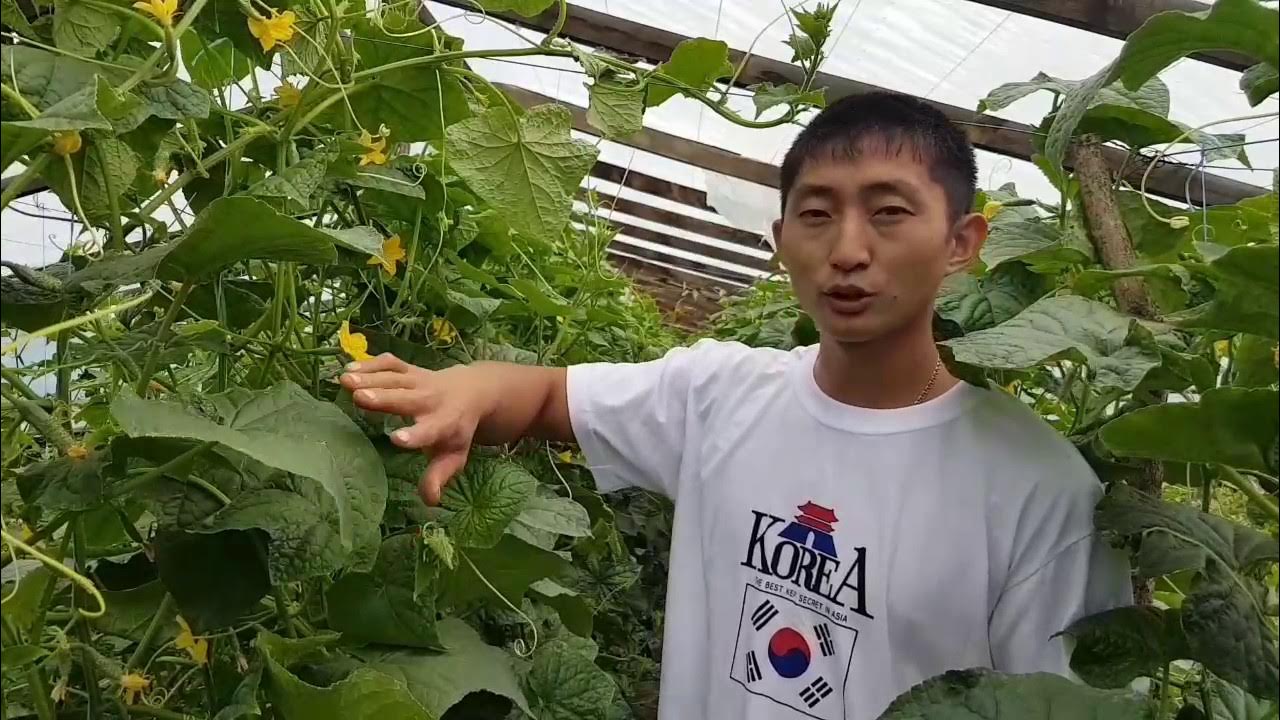 Фото полевода. Советы агронома по выращиванию огурцов. Советы агронома по выращиванию огурцов. Советы агронома людмилы филаткиной. Советы агронома по выращиванию огурцов.