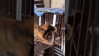 Chien libère les Otages #dogfails #funny #animallife #cutedogs #pets #doggielife #funnydogs #animals