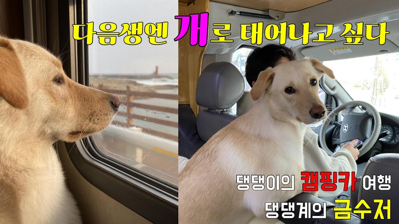 나무의 동해안 캠핑카여행 I 캠핑카 장소 추천 I 인구해변 I 애견동반 캠핑카여행