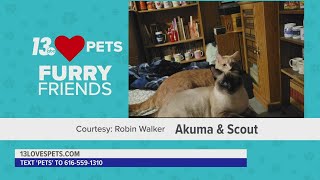 Furry Friends:  November 7, 2022 | Akuma & Scout