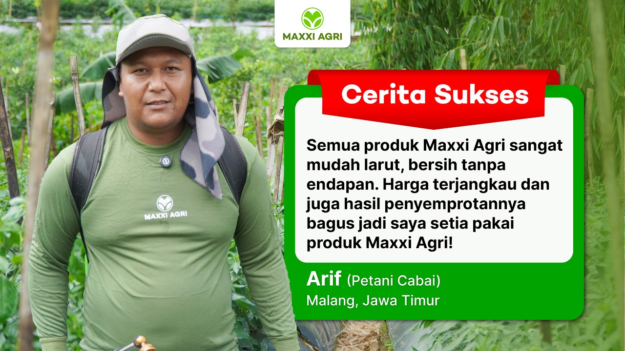 Rawat cabai full dengan produk Maxxi Agri, alasannya?
