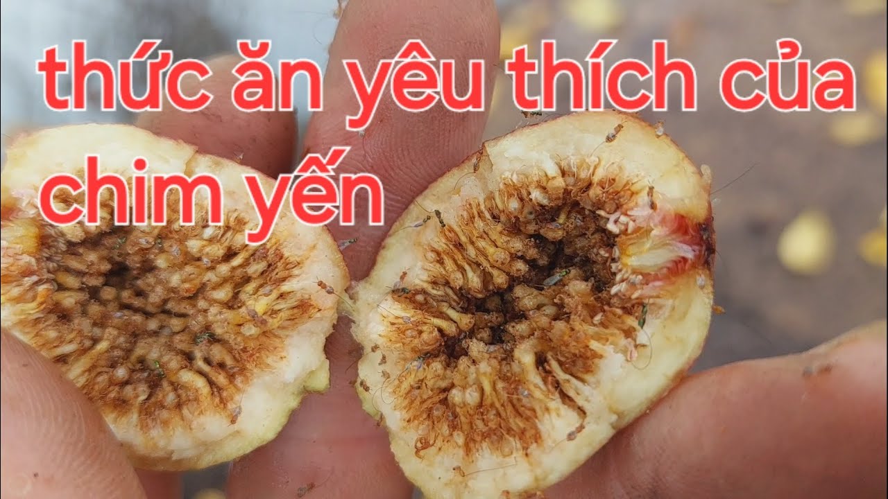 Thức ăn yêu thích nhất của chim yến