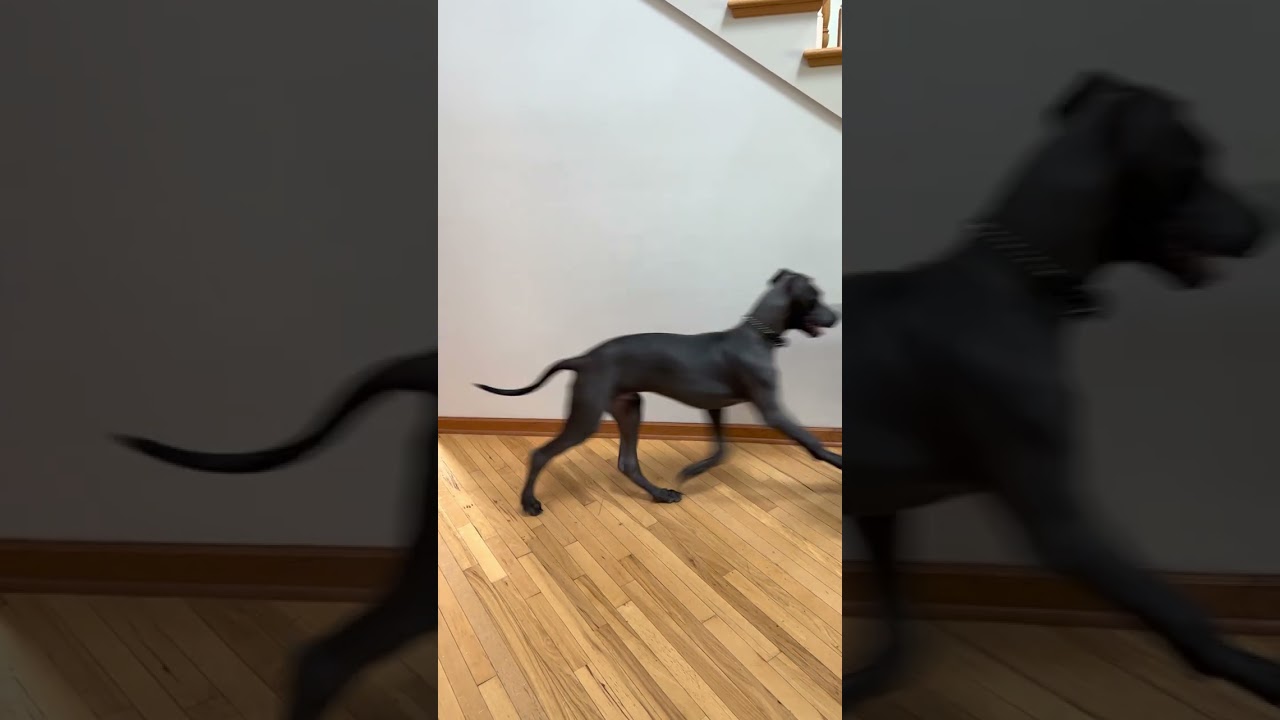 Great Danes Prancing
