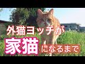 【保護猫】ヨッチくんのストーリー