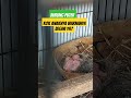 Warna Anakan Burung Puter Beda Dari Yang lain