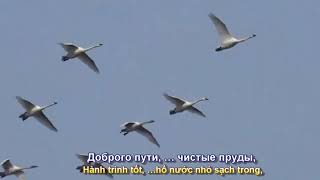 Лебеди летят ( THIÊN NGA BAY ) Исп. Ион Суручану (Subtitles)