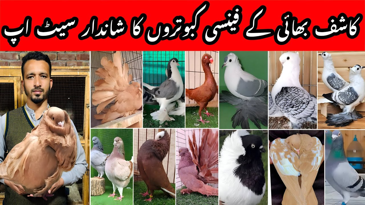 Kashif Ansari fancy pigeons setup update | sale offers 