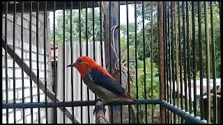 JANTAN KERAS NGALAS || Suara Burung Cabe Cabean Bunga Api Wucit Jantan Gacor Buat Masteran