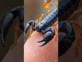 I Let a Tiny Scorpion Crawl on My Finger! 🦂 #Shorts #Scorpion #Macro #wildlifephotography