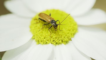 arAov - SOURCE ( Brainstorming V-Tape )