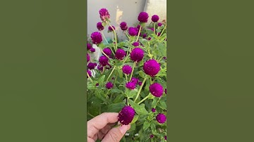 Cách trồng và chăm sóc hoa cúc bách nhật