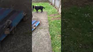 Exploring new territory dogs on round by Lets do it !! 9 views 5 years ago 2 minutes, 23 seconds