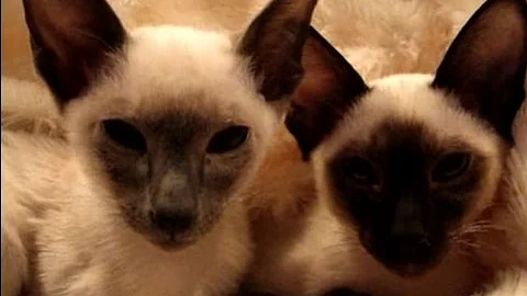 Watch the video about Super Siamese - Breed Spotlight!