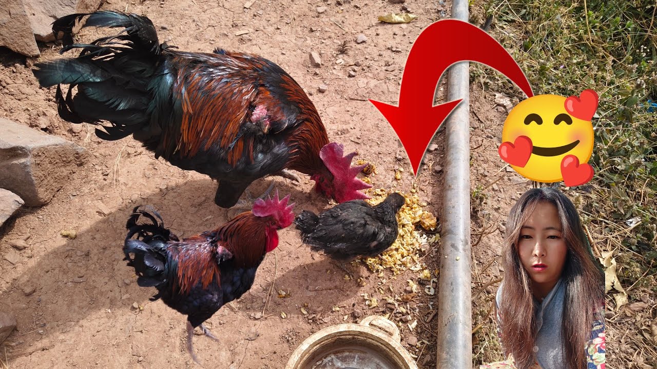 Akela without wings love small chick's ❤️