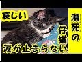泣ける話 猫・全身を接着剤で塗り固めた状態 その後の姿に涙が止まらない 【感動-猫実話-涙腺崩壊】・招き猫ちゃんねる