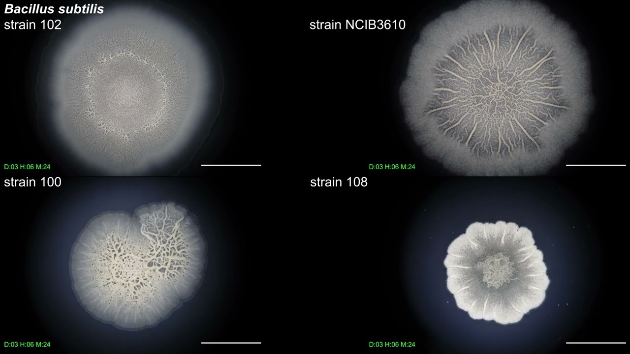 Supplementary Video 8 | Bacillus subtilis biofilm - comparative video of four strains