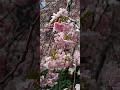 #blossomseason #springingerman #germanyvibe #flowerlover #wintertosummer #springmagic #travelgermany