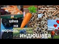 Сельская МОДА🔴Сколько стоит МОРКОВЬ🔴Семена из жимолости🔴