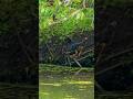 Blink and You’ll Miss It! 🎯 Green Heron Strikes #shorts
