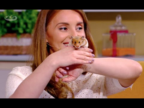 ”ზოოკლუბი” | ბაჭიების, ზაზუნების და ზღვის გოჭების მოვლა