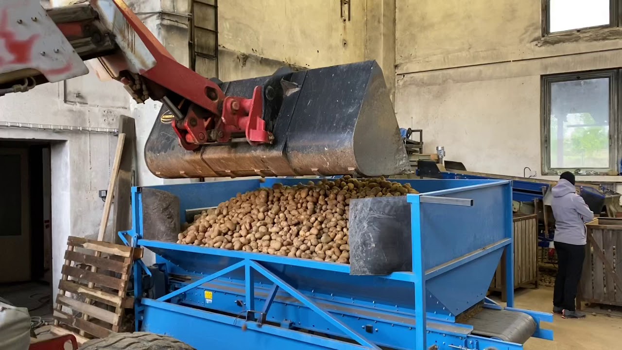 Brambory z Řimovic - automaticke skladani na paletu - tridici linka