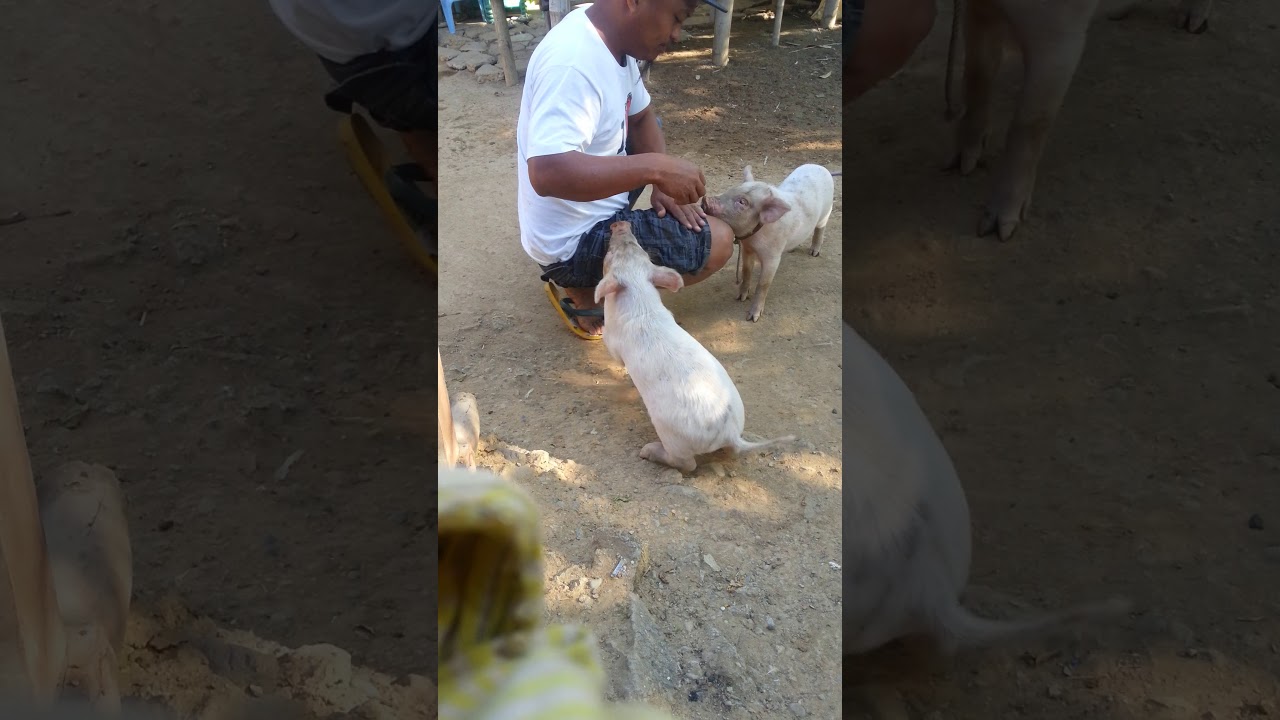 Pig master.... - YouTube