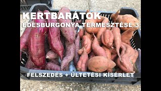 Kertbarátok - Édesburgonya termesztése 3   Felszedés + ültetési kísérlet