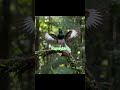 ​Pancingan Super Ampuh! 💥 Jaminan Kacer Anda Langsung Saut dan Bongkar Isian.#viral #viralvideo