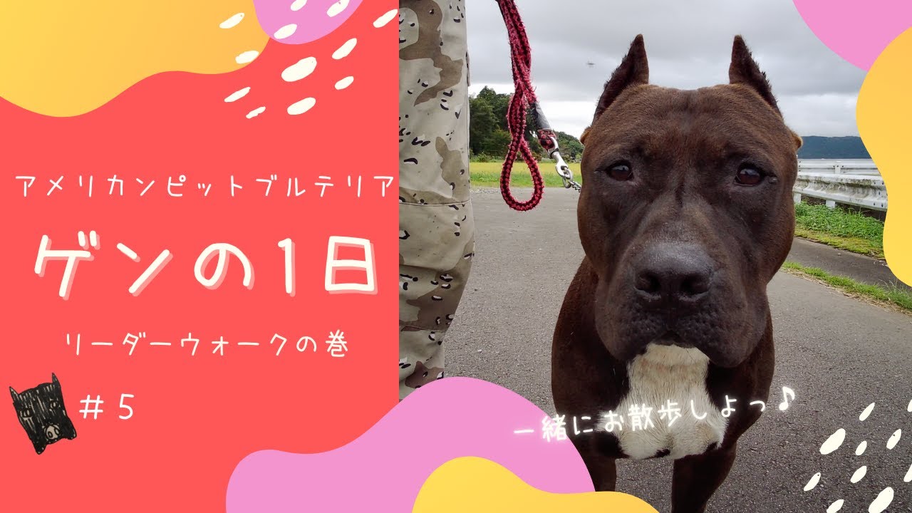 アメリカンピットブルテリア ゲンのお散歩 Youtube