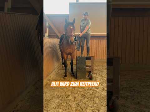 Neues von Alfi Die 3. Einheit mit einem Sattel auf dem Rücken