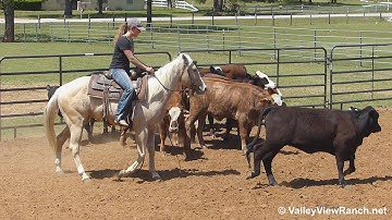 Cats Lil Tough Doc - working cows #2 - Valley View Ranch