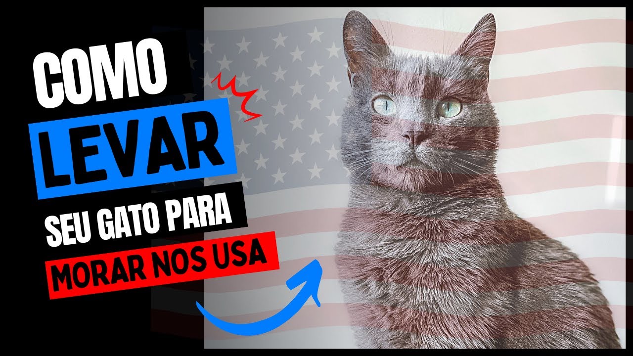 COMO VIAJAR COM SEU GATO PARA OS ESTADOS UNIDOS EM 2022 