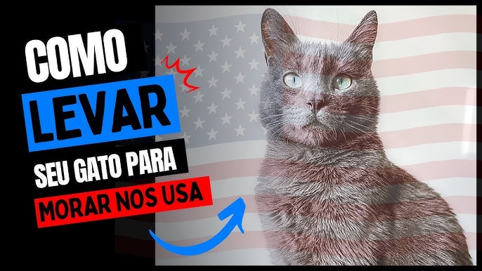 COMO VIAJAR COM SEU GATO PARA OS ESTADOS UNIDOS EM 2022 