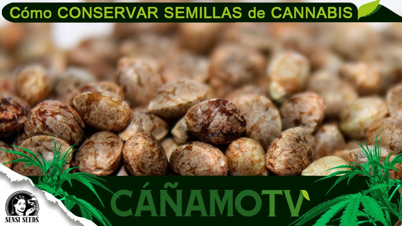 CONSEJOS para CONSERVAR SEMILLAS de CANNABIS