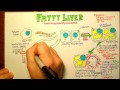 Fatty Liver Pathophysiology