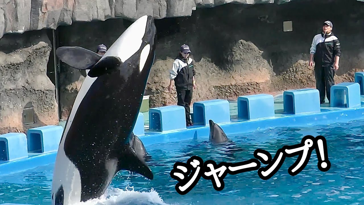 シャチ リンちゃん 見事なジャンプです【名古屋港水族館】Killer whale