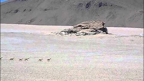 Vicuñas in the Bolivian desert