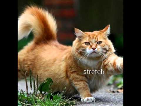 funny-cat-quotes