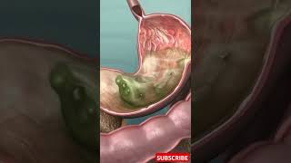 How Your Stomach Actually Digests Food Animation