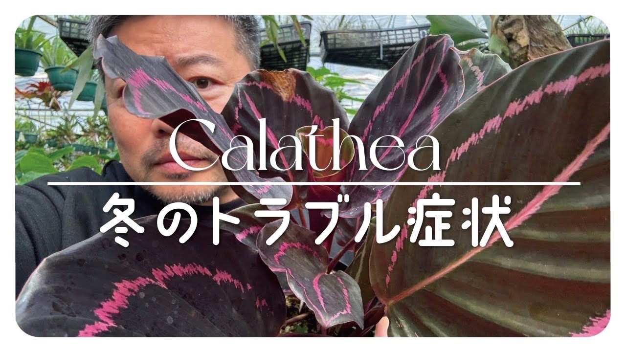 カラテア冬に起こるトラブルについて解説