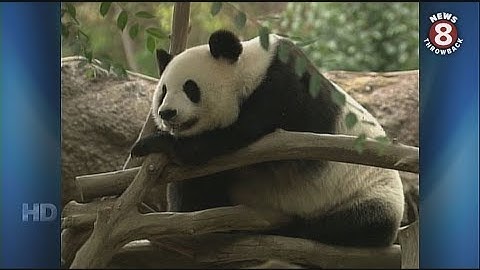 Giant panda Bai Yun delivers 5th cub in 2009 at San Diego Zoo