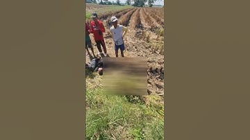 PELAKU PEN*URIAN TERNAK NYARIS TINGGALKAN DUNIA GEGARA DI MASSA DI PINRANG